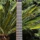 Unveiling the Hidden Gems: Your Guide to Finding the Perfect Used Acoustic Guitar - Master the Art of Playing Guitar and Play Like a Pro